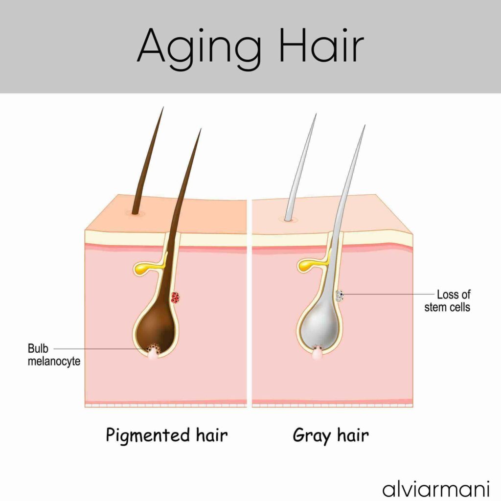 ET 02 Works on Hair Aging